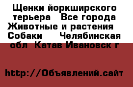 Щенки йоркширского терьера - Все города Животные и растения » Собаки   . Челябинская обл.,Катав-Ивановск г.